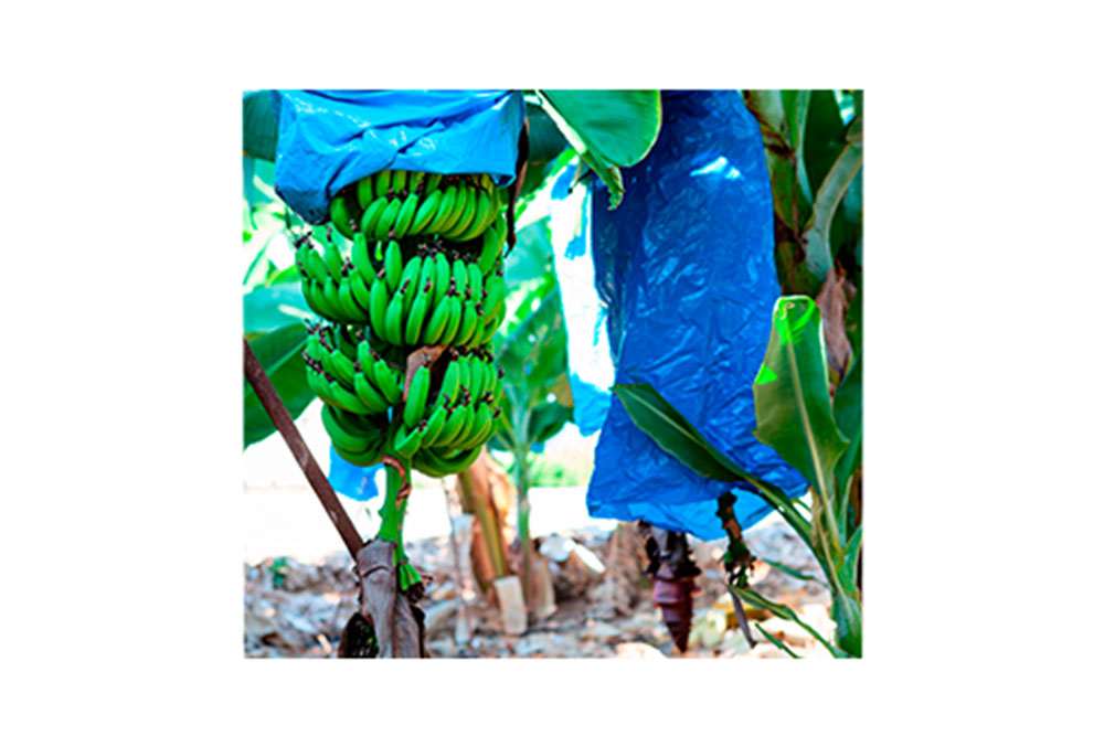 Saco para Cultivo e proteção de bananas – MH 